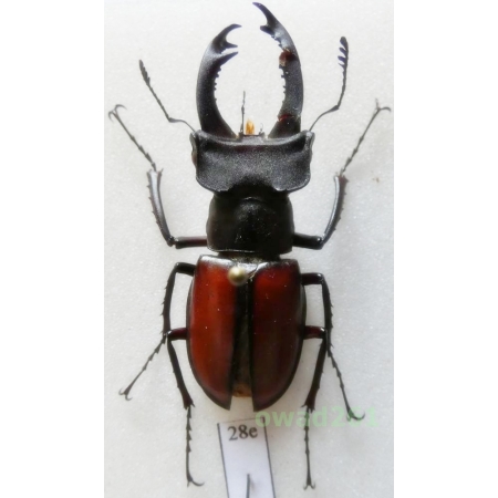 Lucanus laetus Arrow, 1943 42mm China28e